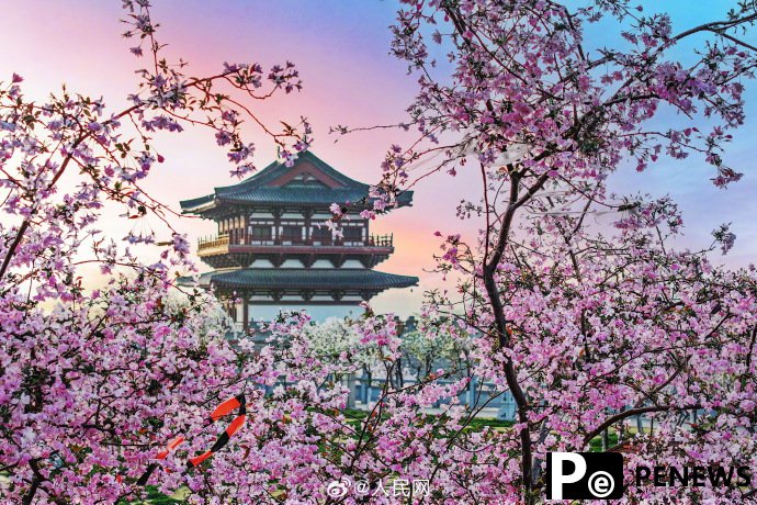 In pics: Flowers bloom in Luoyang, C China