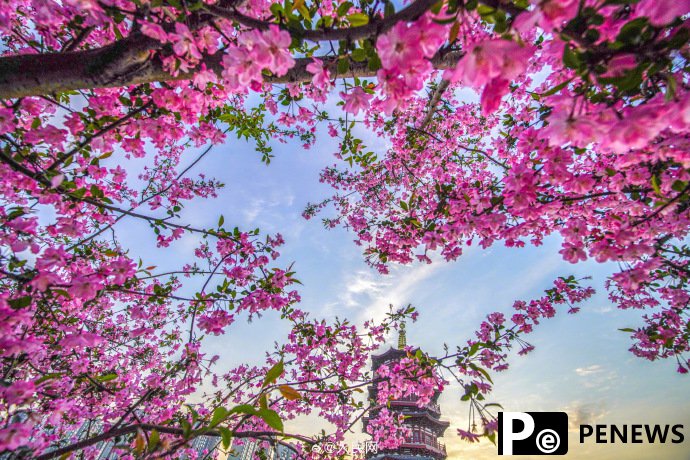 In pics: Flowers bloom in Luoyang, C China