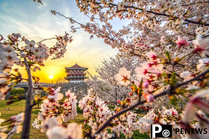 In pics: Flowers bloom in Luoyang, C China
