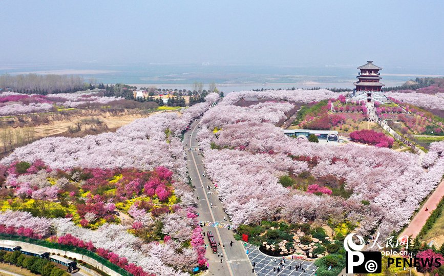 Cherry blossoms draw 620,000 visitors to Yellow River in C China