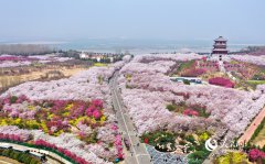 Cherry blossoms draw 620,000 visitors to Yellow River in C China's Henan