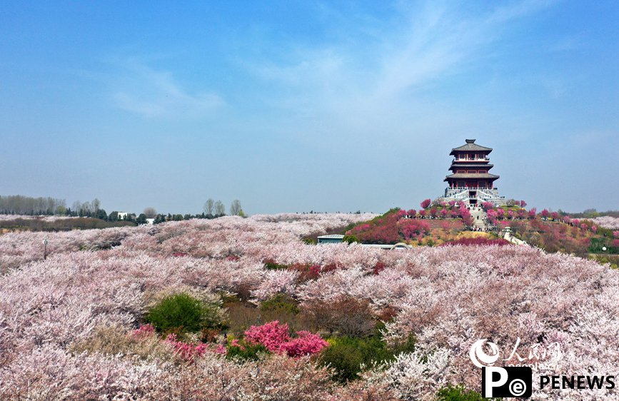 Cherry blossoms draw 620,000 visitors to Yellow River in C China