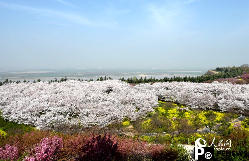 Cherry blossoms draw 620,000 visitors to Yellow River in C China