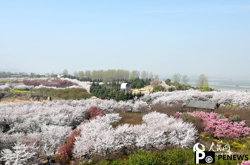 Cherry blossoms draw 620,000 visitors to Yellow River in C China