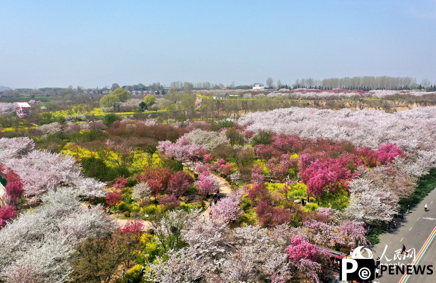 Cherry blossoms draw 620,000 visitors to Yellow River in C China