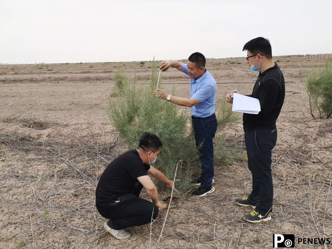Chinese scientist turns desert into oasis, boosts rural economy in NW China