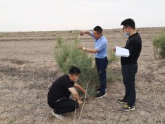 Chinese scientist turns desert into oasis, boosts rural economy in NW China's Xinjiang