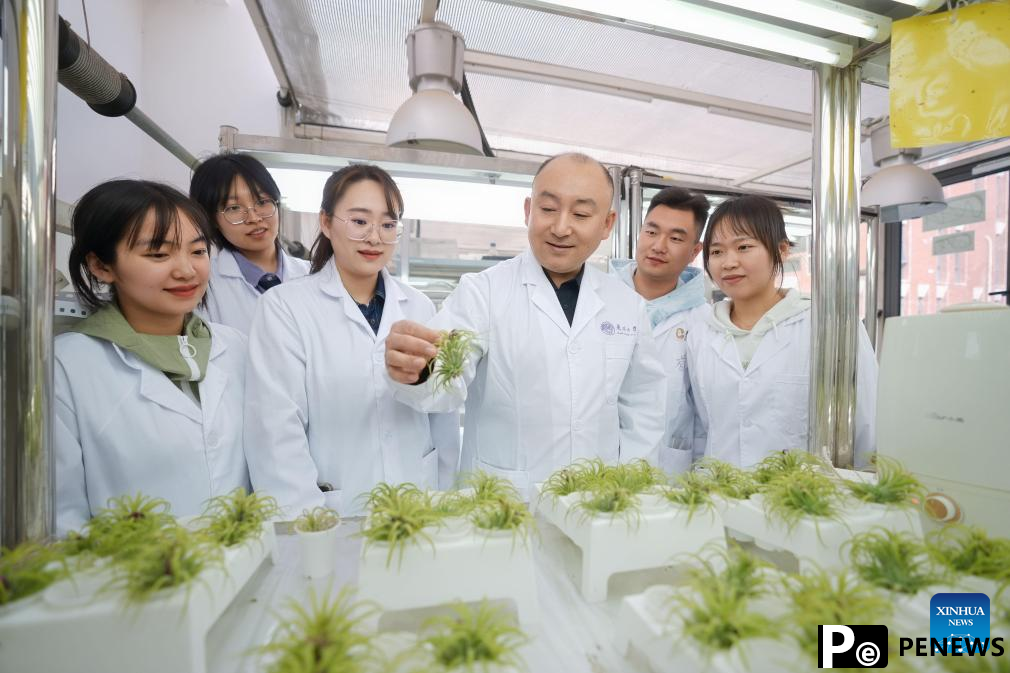 Scientists confirm ability of plant leaves to absorb, accumulate airborne microplastics