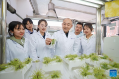Scientists confirm ability of plant leaves to absorb, accumulate airborne microplastics