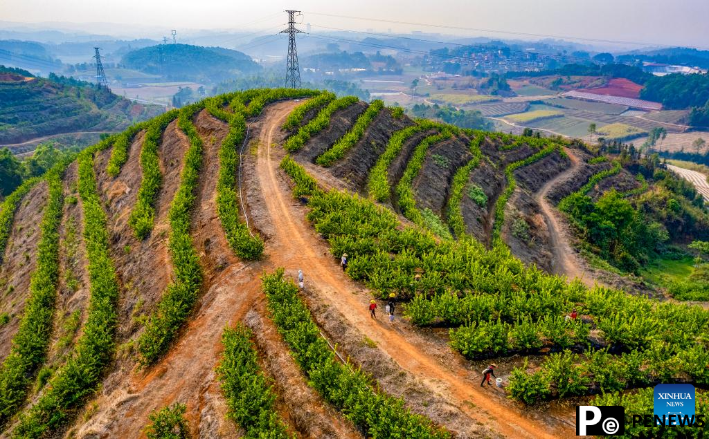 Lemon planting industry thrives in Ruili, Yunnan
