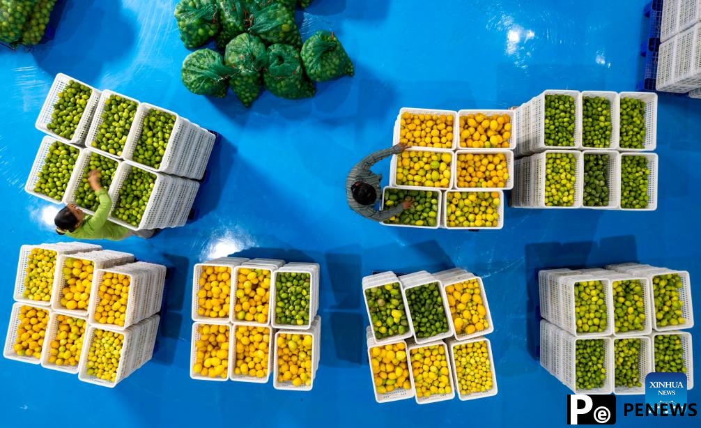 Lemon planting industry thrives in Ruili, Yunnan