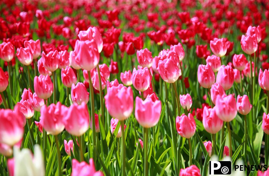 Millions of tulips in full bloom in Henan, C China