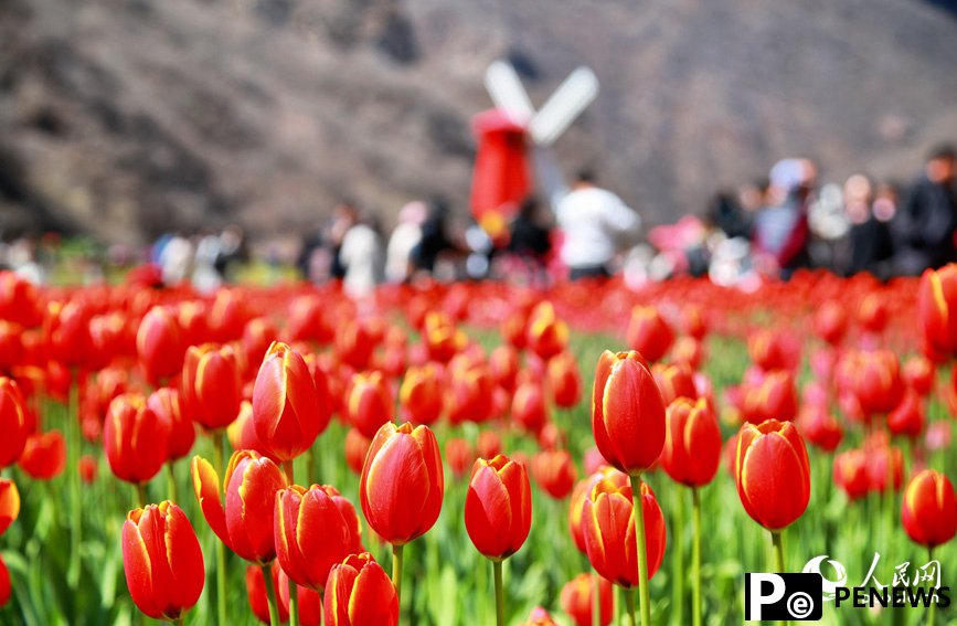 Millions of tulips in full bloom in Henan, C China