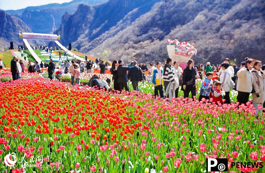 Millions of tulips in full bloom in Henan, C China