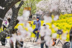 Nyingchi in SW China's Xizang boosts tourism with flower viewing