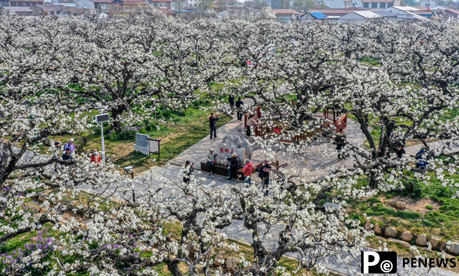 Pear blossoms in full bloom in Dangshan, E China