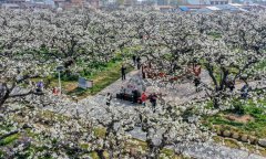 Pear blossoms in full bloom in Dangshan, E China's Anhui