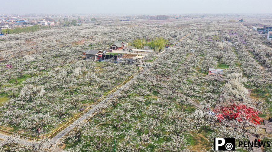 Pear blossoms in full bloom in Dangshan, E China