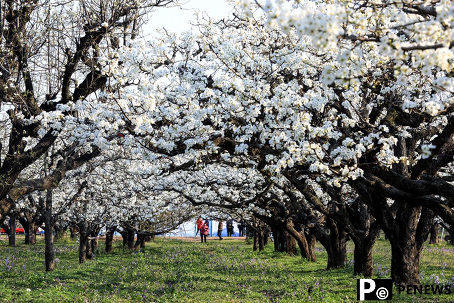 Pear blossoms in full bloom in Dangshan, E China