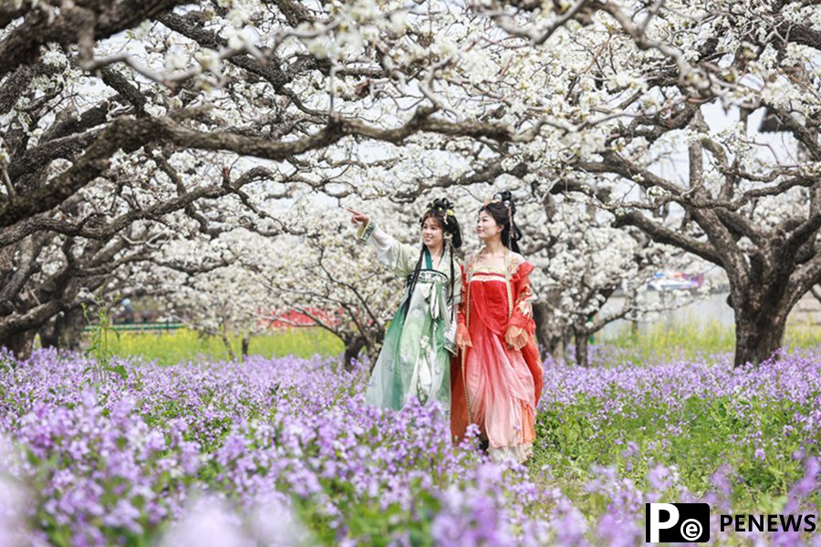 Pear blossoms in full bloom in Dangshan, E China