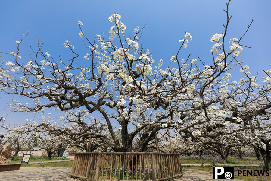 Pear blossoms in full bloom in Dangshan, E China