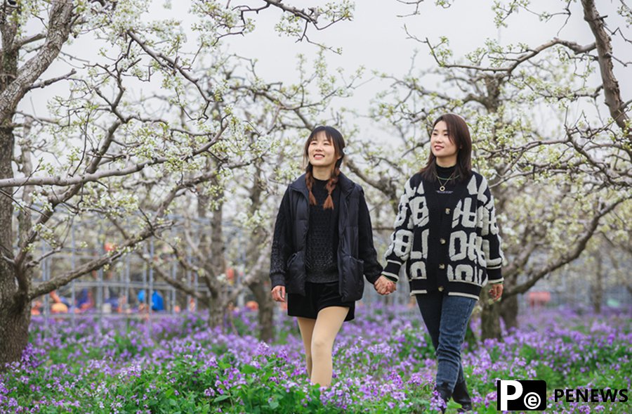 Pear blossoms in full bloom in Dangshan, E China