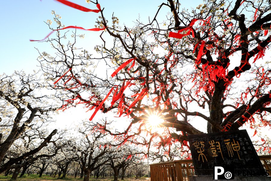 Pear blossoms in full bloom in Dangshan, E China