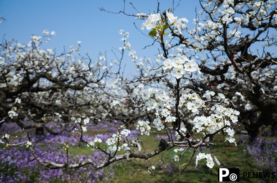 Pear blossoms in full bloom in Dangshan, E China