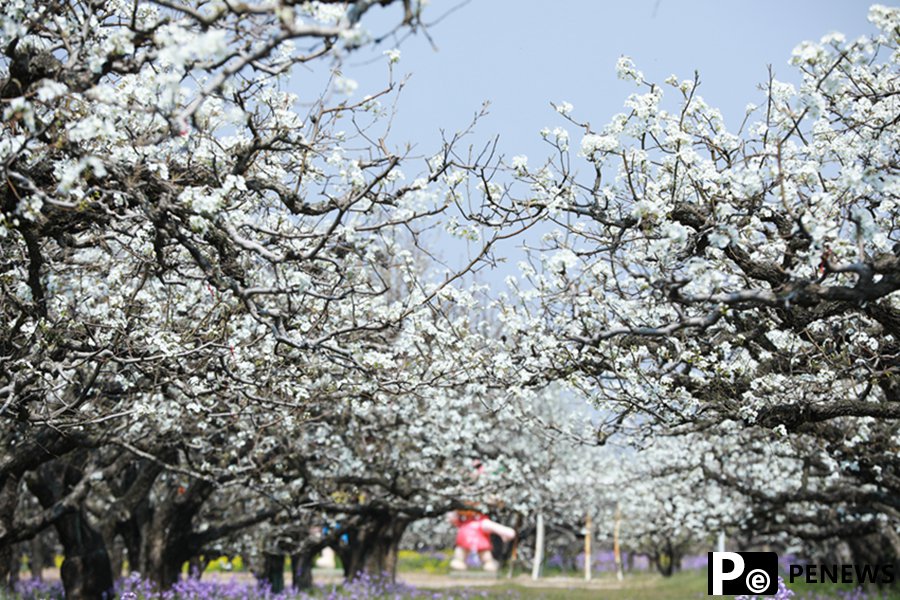 Pear blossoms in full bloom in Dangshan, E China
