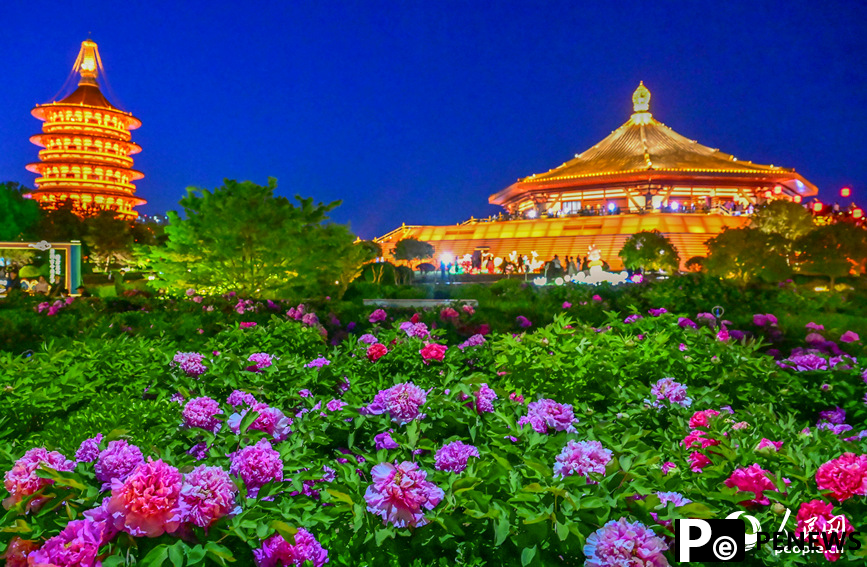 Peony flowers in full bloom in Luoyang, C China