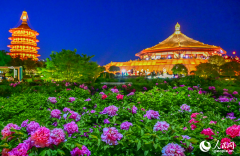 Peony flowers in full bloom in Luoyang, C China's Henan