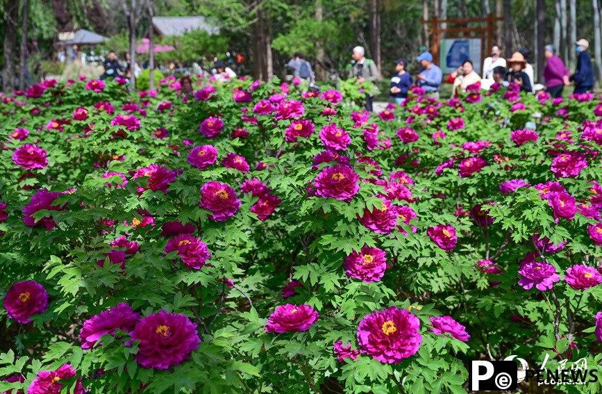 Peony flowers in full bloom in Luoyang, C China