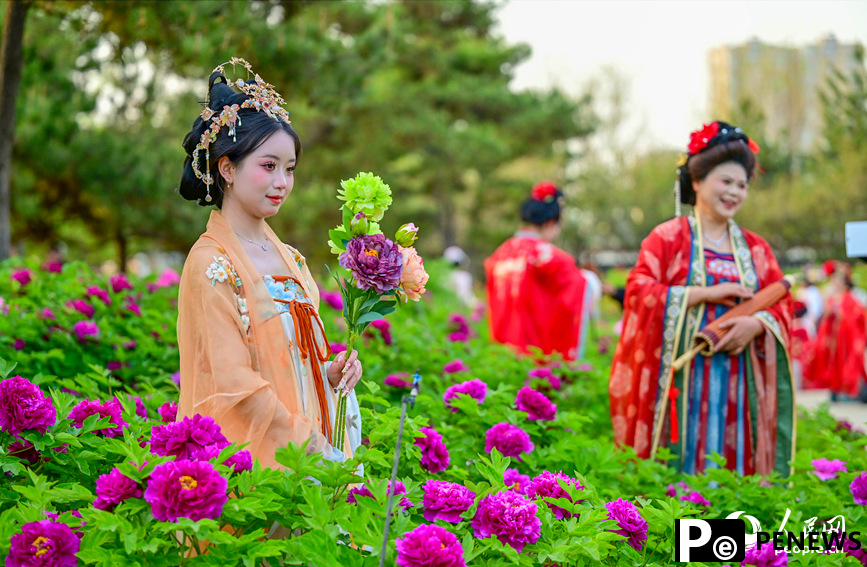 Peony flowers in full bloom in Luoyang, C China