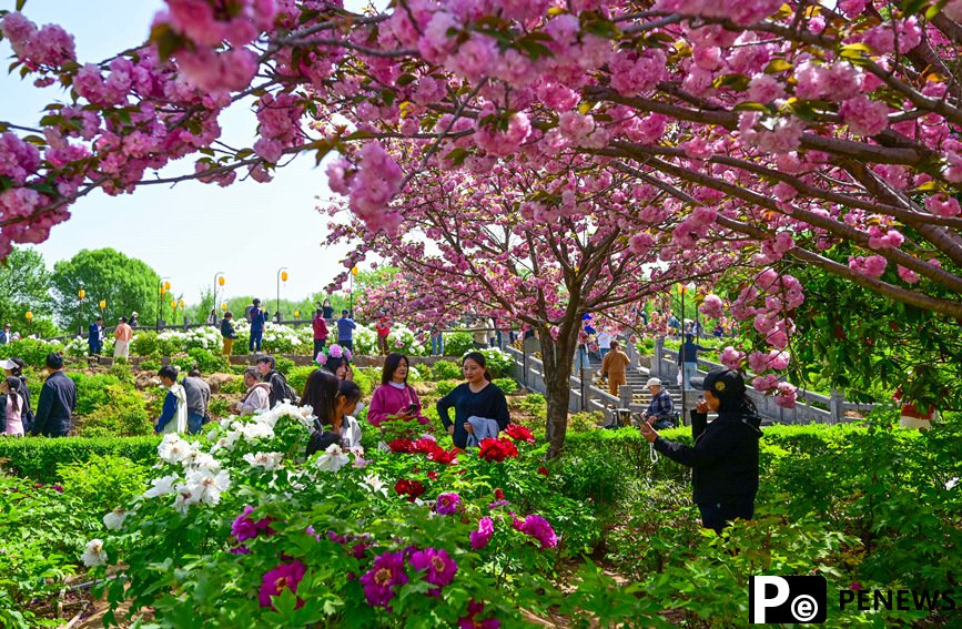 Peony flowers in full bloom in Luoyang, C China