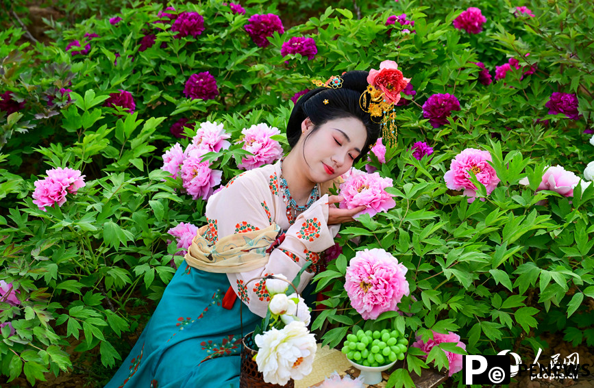 Peony flowers in full bloom in Luoyang, C China