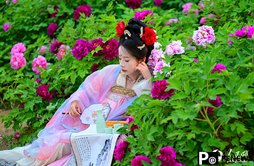 Peony flowers in full bloom in Luoyang, C China
