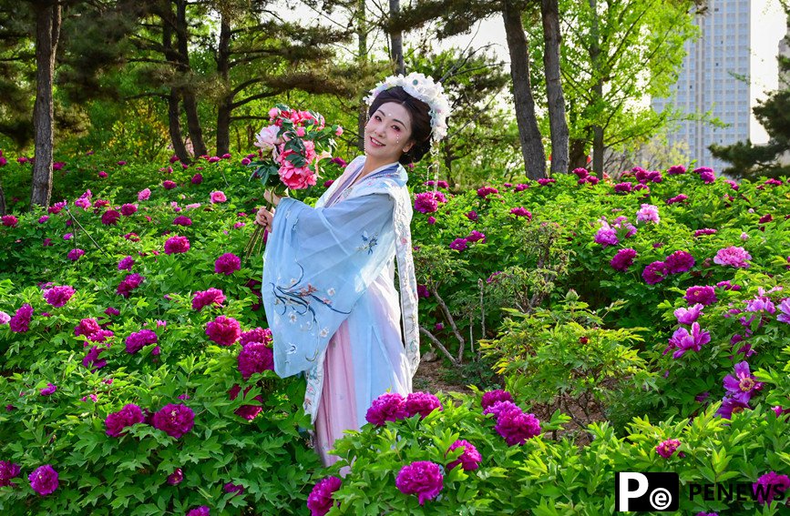 Peony flowers in full bloom in Luoyang, C China