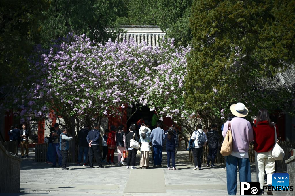 Photography enthusiasts capture spring scenery with smartphones and cameras in Beijing