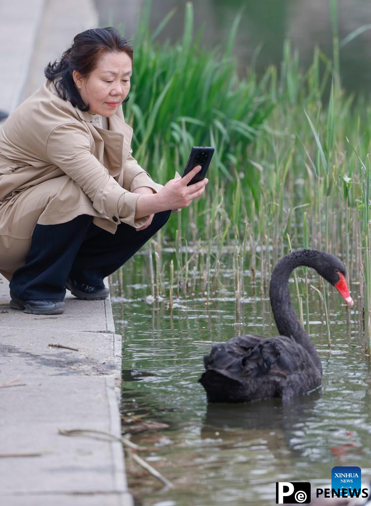 Photography enthusiasts capture spring scenery with smartphones and cameras in Beijing