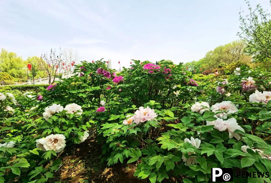 42nd China Luoyang Peony Cultural Festival opens with colorful celebrations