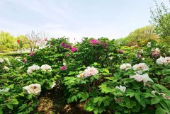 42nd China Luoyang Peony Cultural Festival opens with colorful celebrations