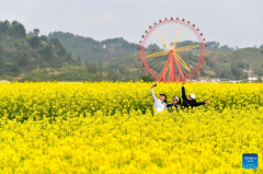 Blooming flowers boost rural tourism of Guiding County, SW China's Guizhou