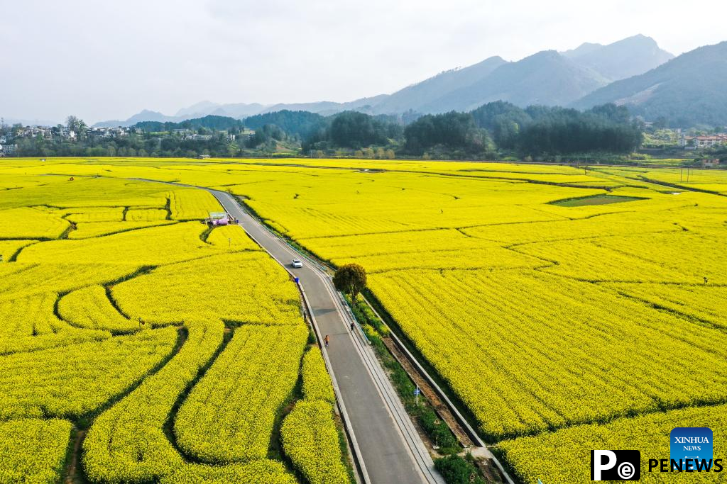Blooming flowers boost rural tourism of Guiding County, SW China