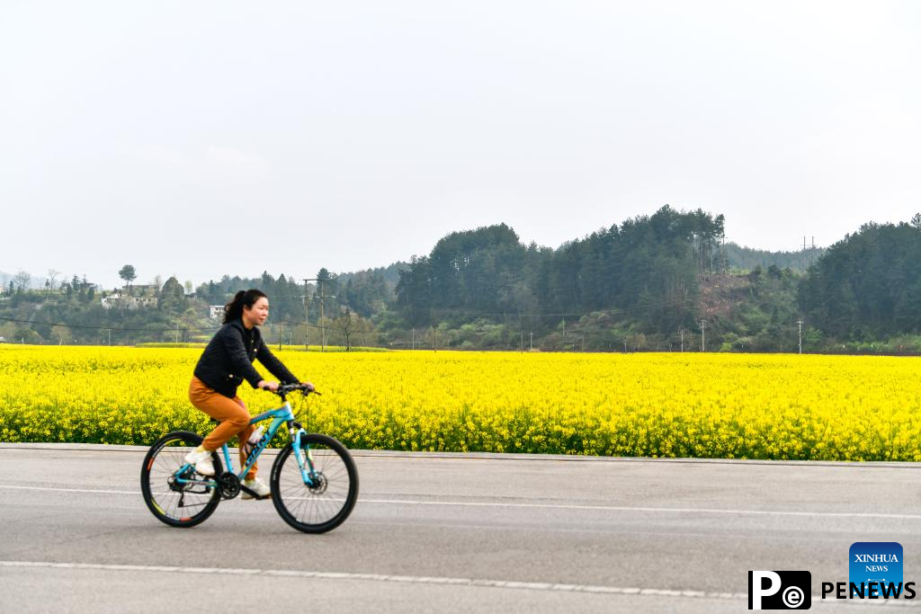 Blooming flowers boost rural tourism of Guiding County, SW China