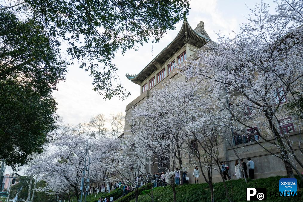 Flowers in full bloom across China