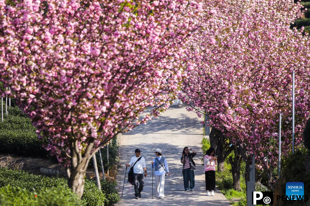 Cherry blossoms attract tourists in Hangzhou, E China