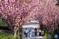 Cherry blossoms attract tourists in Hangzhou, E China