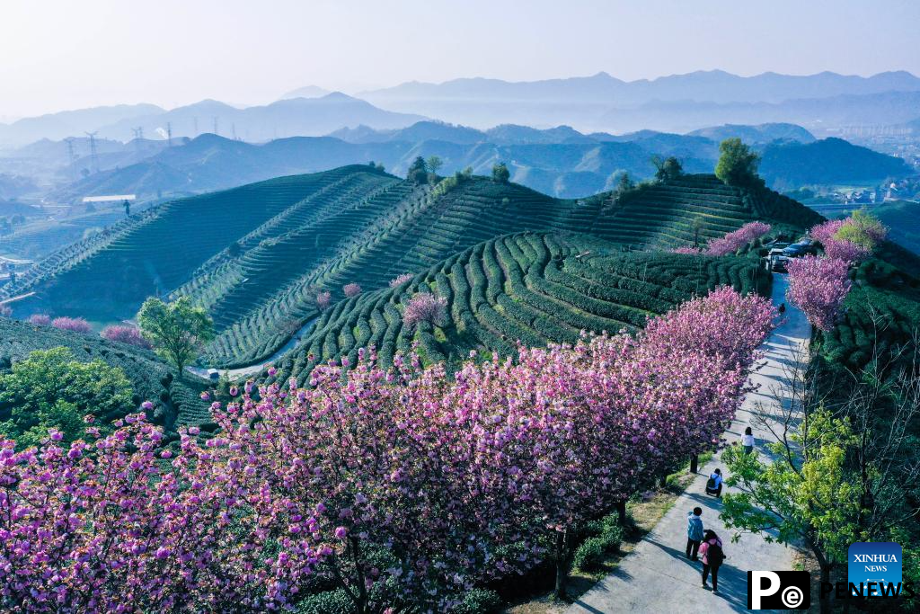 Cherry blossoms attract tourists in Hangzhou, E China