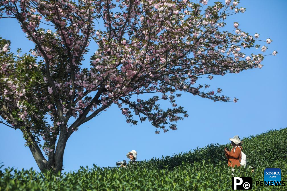 Cherry blossoms attract tourists in Hangzhou, E China