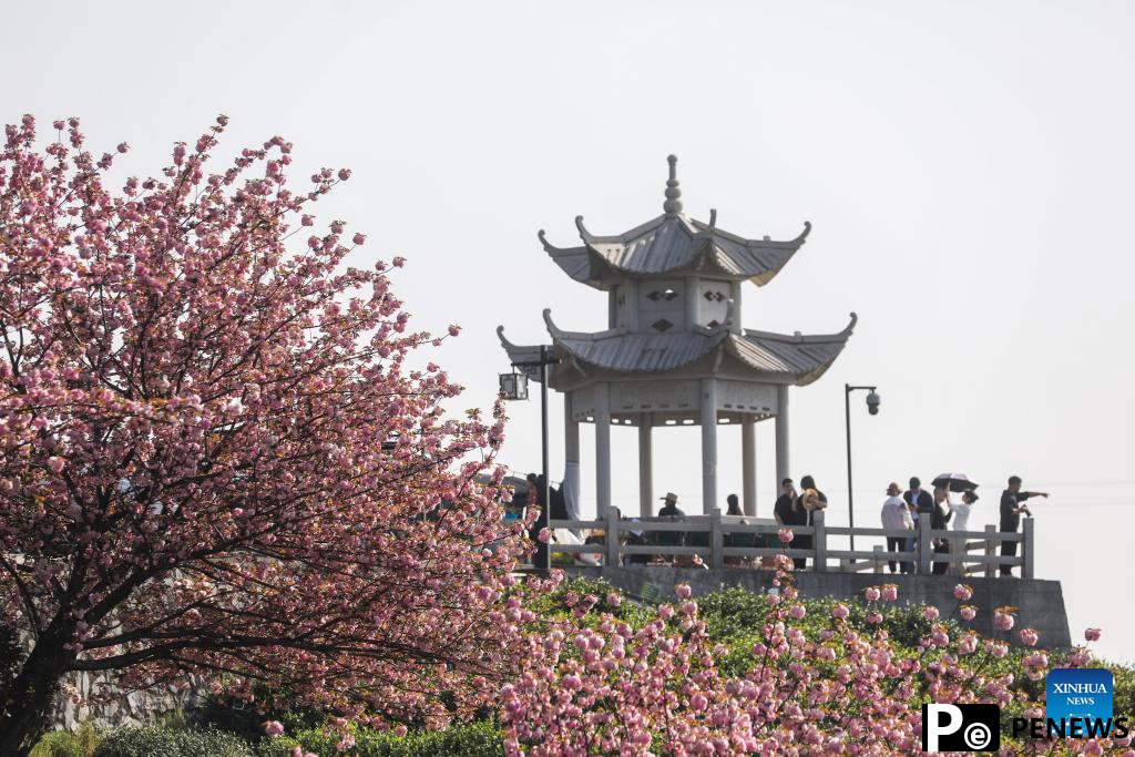 Cherry blossoms attract tourists in Hangzhou, E China
